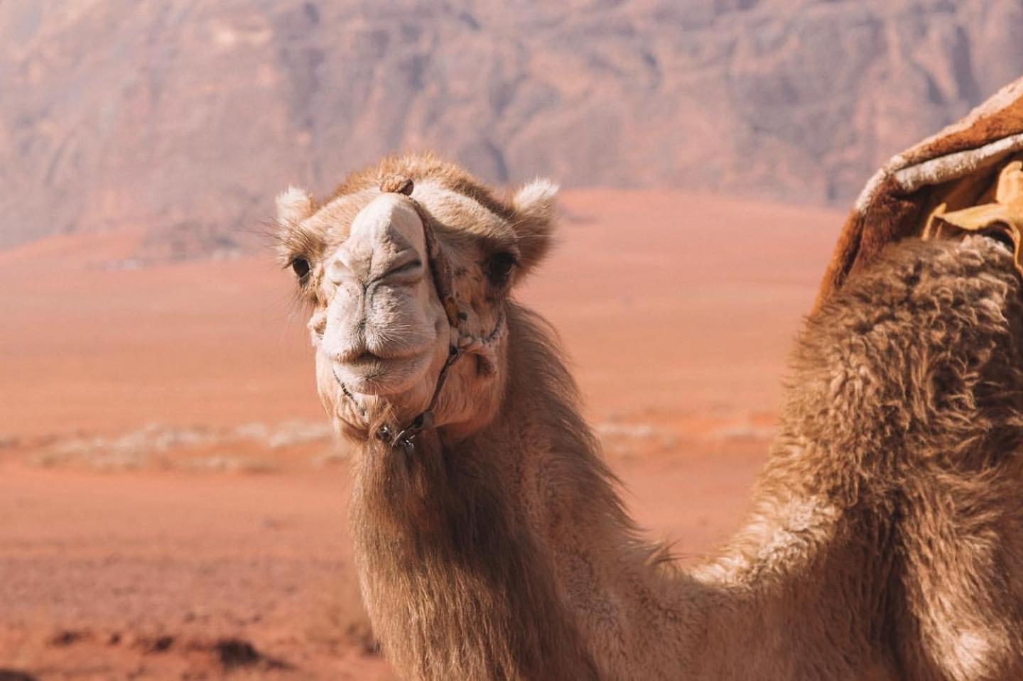Hidden Wadi Rum Camp Luaran gambar